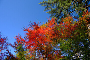 Autumn tree with the clear blue sky.