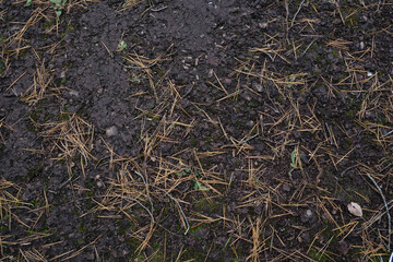 Dry grass on the dark brown rock floor background.