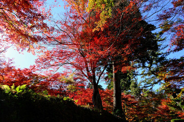 Autumn vibe landscape, Sendai, Japan.