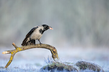 Bird - Hooded crow Corvus cornix in amazing background Poland Europe