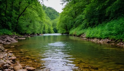 river in the forest