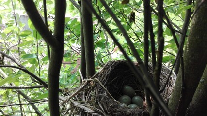 birds eggs in the nest