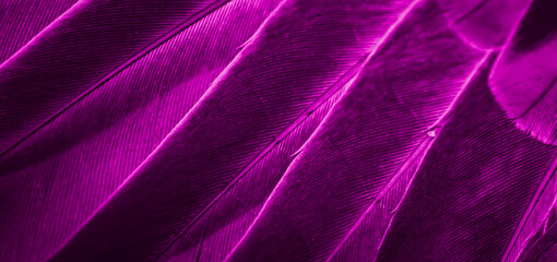 violet feather pigeon macro photo. texture or background
