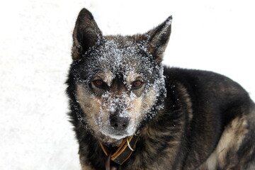 The muzzle of a mongrel dog is covered with snow.