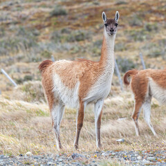 Nice view of the beautiful, wild Guanaco on Patagonian soil.