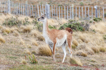Nice view of the beautiful, wild Guanaco on Patagonian soil.