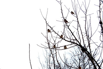 Sparrow birds sit on branches without leaves.