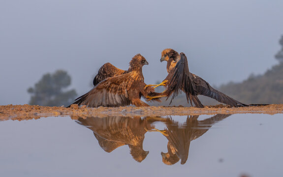 In the golden light of Lleida, two majestic raptors confront each other, their intense battle mirrored in the tranquil water