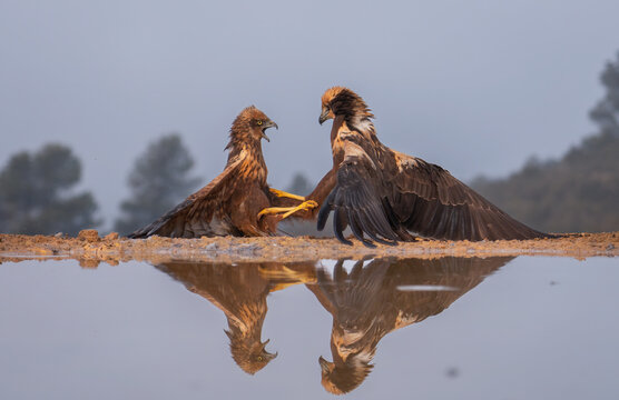 In the golden light of Lleida, two majestic raptors confront each other, their intense battle mirrored in the tranquil water