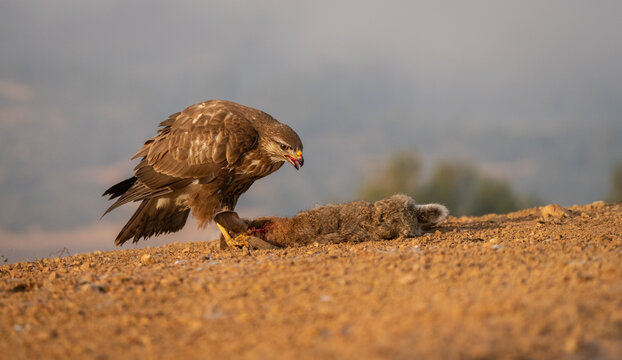 A powerful buzzard claims its prize, a freshly caught prey on the arid ground of Lleida, showcasing the raw reality of nature