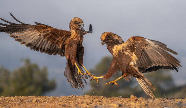 Two raptors engage in a tense encounter on the Lleida plains, their claws interlocked as they vie for dominance