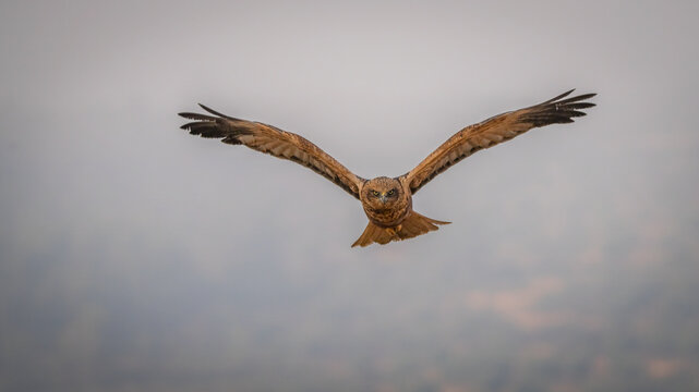 A Western Marsh Harrier dominates the sky, its wings outspread as it soars gracefully over the fields of Lleida