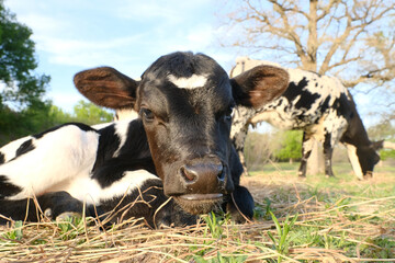 Spring beef calf on cow farm lying down relaxing closeup in Texas field. - 757418868