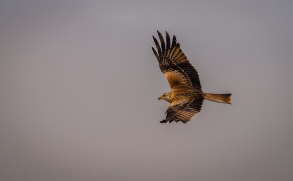 A Red Kite spreads its impressive wings, soaring gracefully through a soft, hazy sky above the fields of Lleida