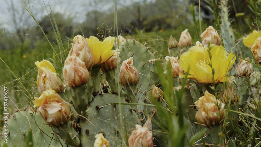 Poster yellow flower blooms on prickly pear cactus closeup in texas field during spring season in nature.