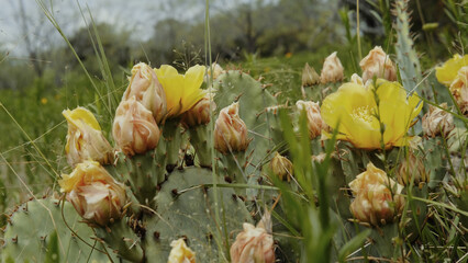 Yellow flower blooms on prickly pear cactus closeup in Texas field during spring season in nature. - 757419677
