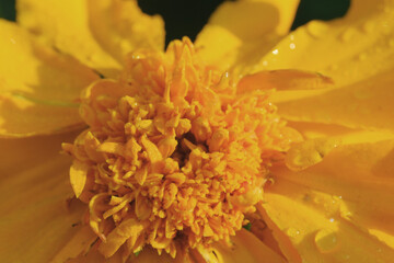 Detail of marigold flower in macro closeup, orange color. - 757420082