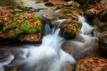 A gentle stream meanders through the heart of Muniellos Forest, over rocks adorned with moss and a carpet of autumn leaves