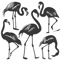 Fototapeta premium Silhouette Flamingos Birds black color only full body