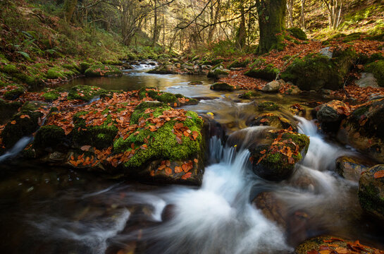 A lush stream in Galicia's Muniellos Reserve flows over moss-draped stones scattered with vibrant autumn leaves in a peaceful forest