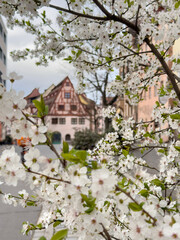 cherry blossom tree over blurred typical houses of Nuremberg in Germany