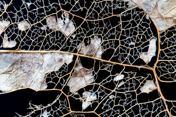 close-up of dry leaf skeleton on black background