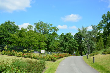 Bäume im Park