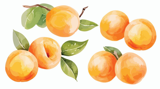 apricot painted with watercolor flat vector