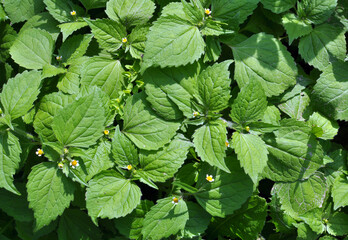 In the field it blooms galinsoga parviflora