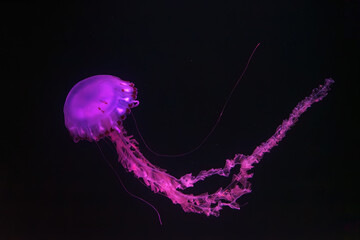 Purple-striped Jellyfish, Chrysaora colorata swimming in dark water of aquarium tank illuminated...