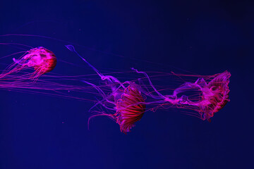 Group of fluorescent jellyfish swimming underwater aquarium pool with red light. Japanese sea nettle chrysaora pacifica in blue water, ocean. Theriology, biodiversity, undersea life, aquatic organism