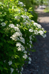 A shrub with white flowers in the garden
