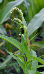 Weeds of Persicaria lapathifolia grow in the field