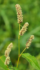 Weeds of Persicaria lapathifolia grow in the field