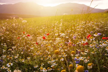 Gordijnen Wild flowers on summer meadow in sunlight © Maresol