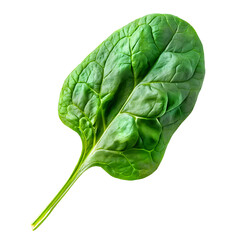 Vibrant Spinach Leaf - Healthy Superfood Ingredient for Salads, Smoothies, and Culinary Creations - Isolated on a Transparent Background