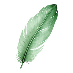 Pale Green Feather Clipart isolated on white background