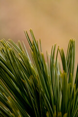 pine needs