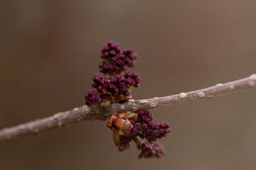 branch of a lilac