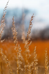 grass in the wind