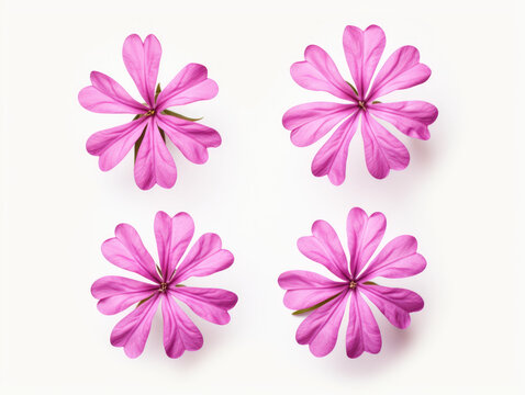 phlox collection set isolated on transparent background, transparency image, removed background