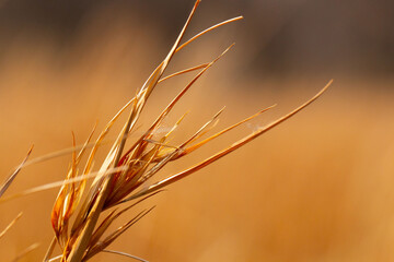 golden wheat field at sunset