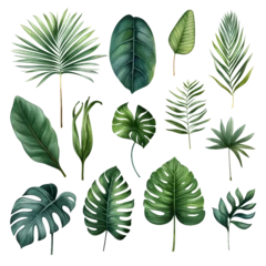 Foto op Aluminium Monstera Variety of Stylized Tropical Leaves in Botanical Illustration