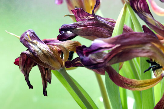 texture florale