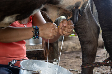 close-up of a woman milking a cow in a bucket 
