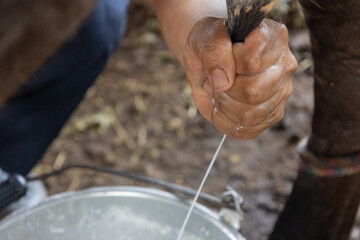close-up of a hand milking a cow in a bucket