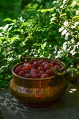 Gooseberries in a copper bucket in the garden against a background of greenery