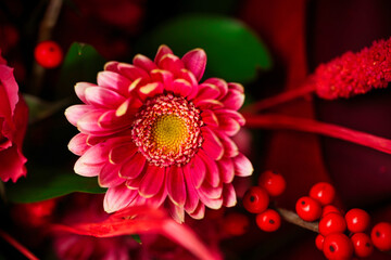 Close Up of Pink Flower With Red Berries