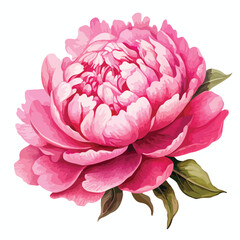 Pink Peony Clip Art Clipart isolated on white background