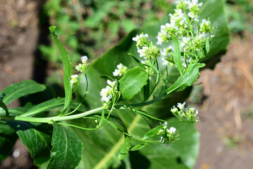 horse radish blooming in the garden close up 